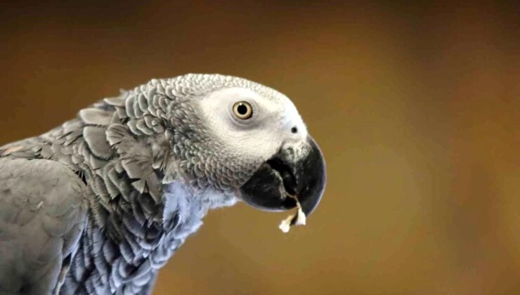 Kayseri Hayvanat Bahçesi’nde Tropikal Kuşlar İçin Kış Hazırlıkları