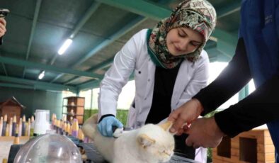 Kayseri’de Veteriner Fakültesi Öğrencileri Kedi Kasabasında Kedilere Bakım Yapıyor